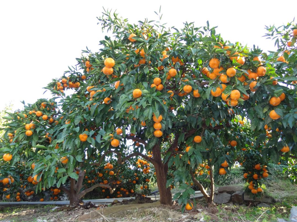 お役立ち情報 庭に果実がなる木を植えてはいけない 宮崎の住宅診断士 公認ホームインスペクター 河野誠のブログ