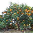 お役立ち情報　庭に果実がなる木を植えてはいけない！